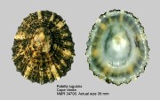 Patella lugubris